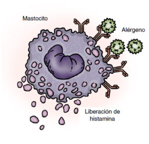 mecanismos de la histamina en la célula del sistema inmune Mastocito.